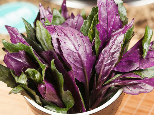 紫貝菜